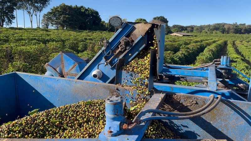 Colheitadeira despejando cerejas de café recém-colhidas