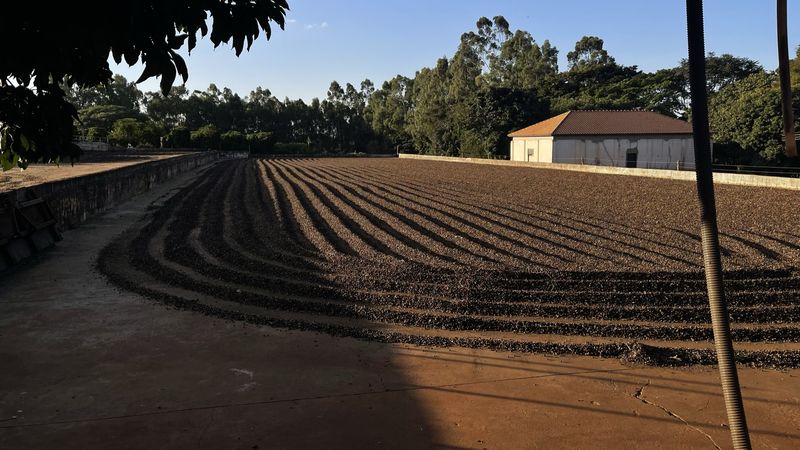 Terreiro de secagem com o café em linhas